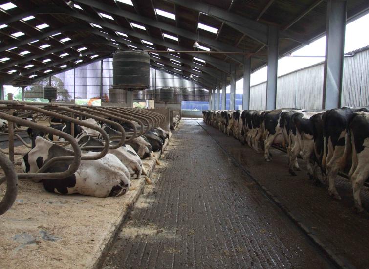 Proper winter ventilation of calf housing can reduce respiratory illness