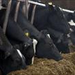 Read the cows not just the ration sheet