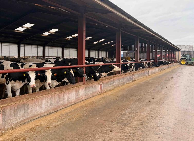 Driving herd performance with live data and high fibre