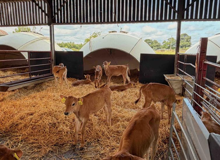 How to ensure heifers reach their genetic potential