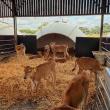 How to ensure heifers reach their genetic potential