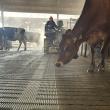 Focus on flooring for herd health