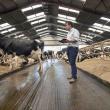 Stamping Down Lameness in Robotic Milking Herds