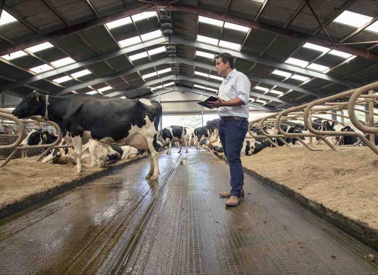 Making the right decisions with milk price uncertainty