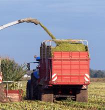 Speed is of the Essence when Ensiling Maize