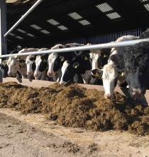 Tips to Improve Maiden Heifer Fertility