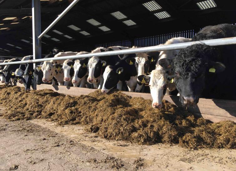 Tips to Improve Maiden Heifer Fertility