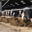 Tips to Improve Maiden Heifer Fertility