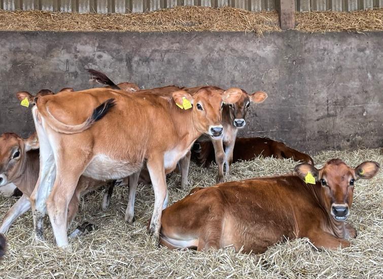 Improving Heifer Rearing Through a Data Driven Approach