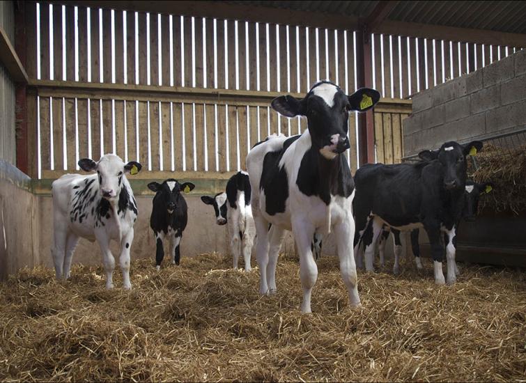 Building a robust and resilient herd naturally