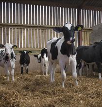 Rethinking average age at first calving