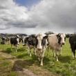Managing grazing as a way to optimise performance