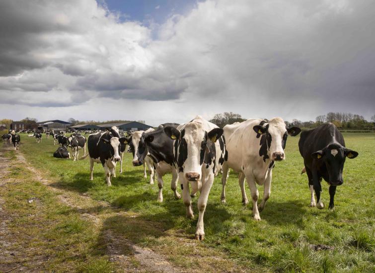 Managing grazing as a way to optimise performance