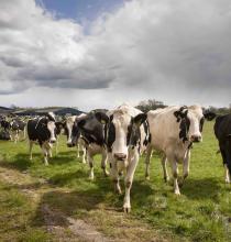 Managing grazing as a way to optimise performance