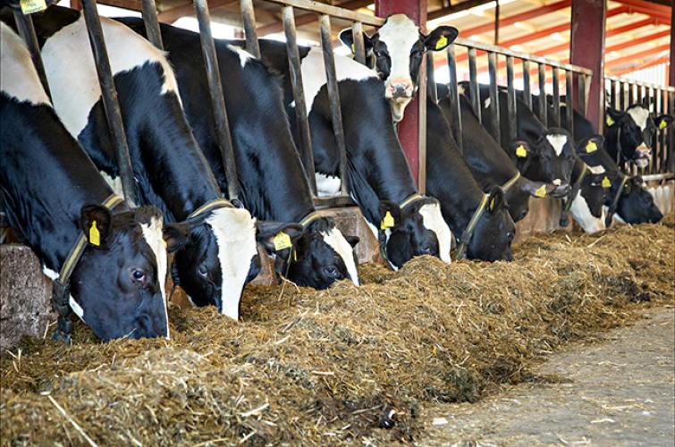 Multi-cut: higher quality silage, more milk from forage