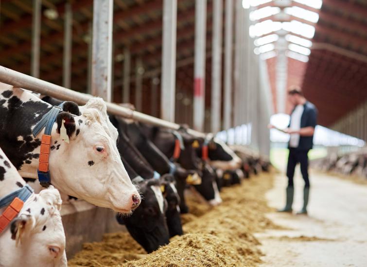 Improving Feed Efficiency through Dietary Management