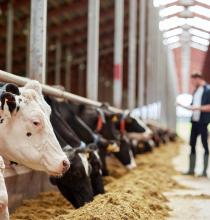 Optimising Milk Yields Through Technology
