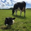 Cow Touches: A New Focus for Transition Management