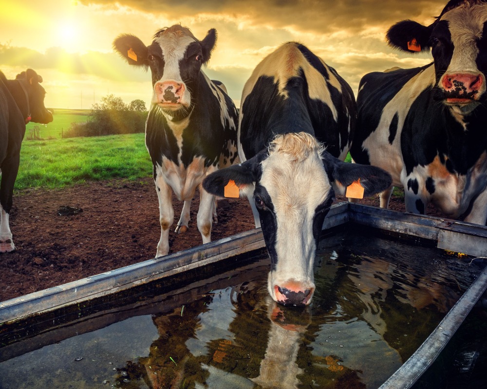 Preparing for heat stress in dairy cows