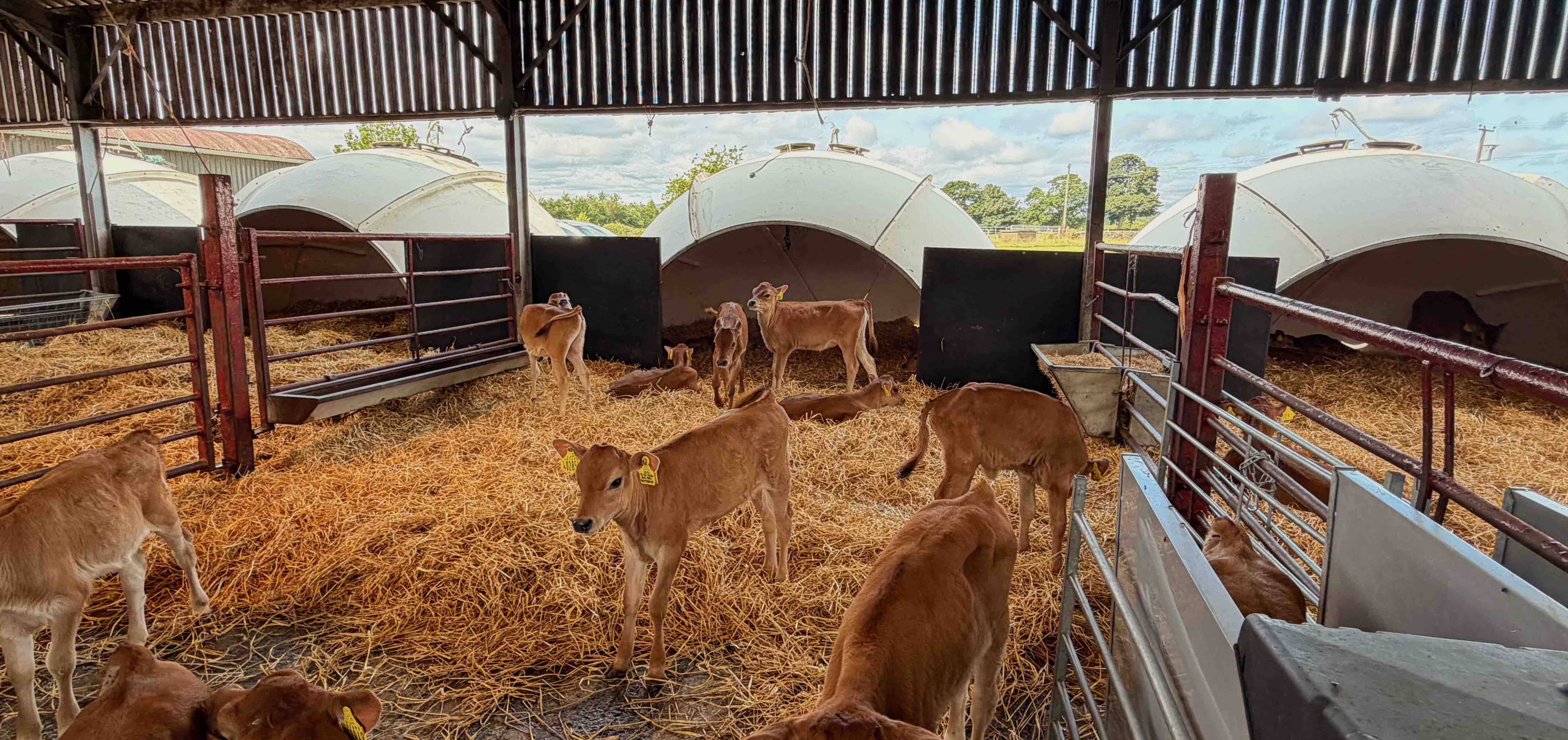How to ensure heifers reach their genetic potential