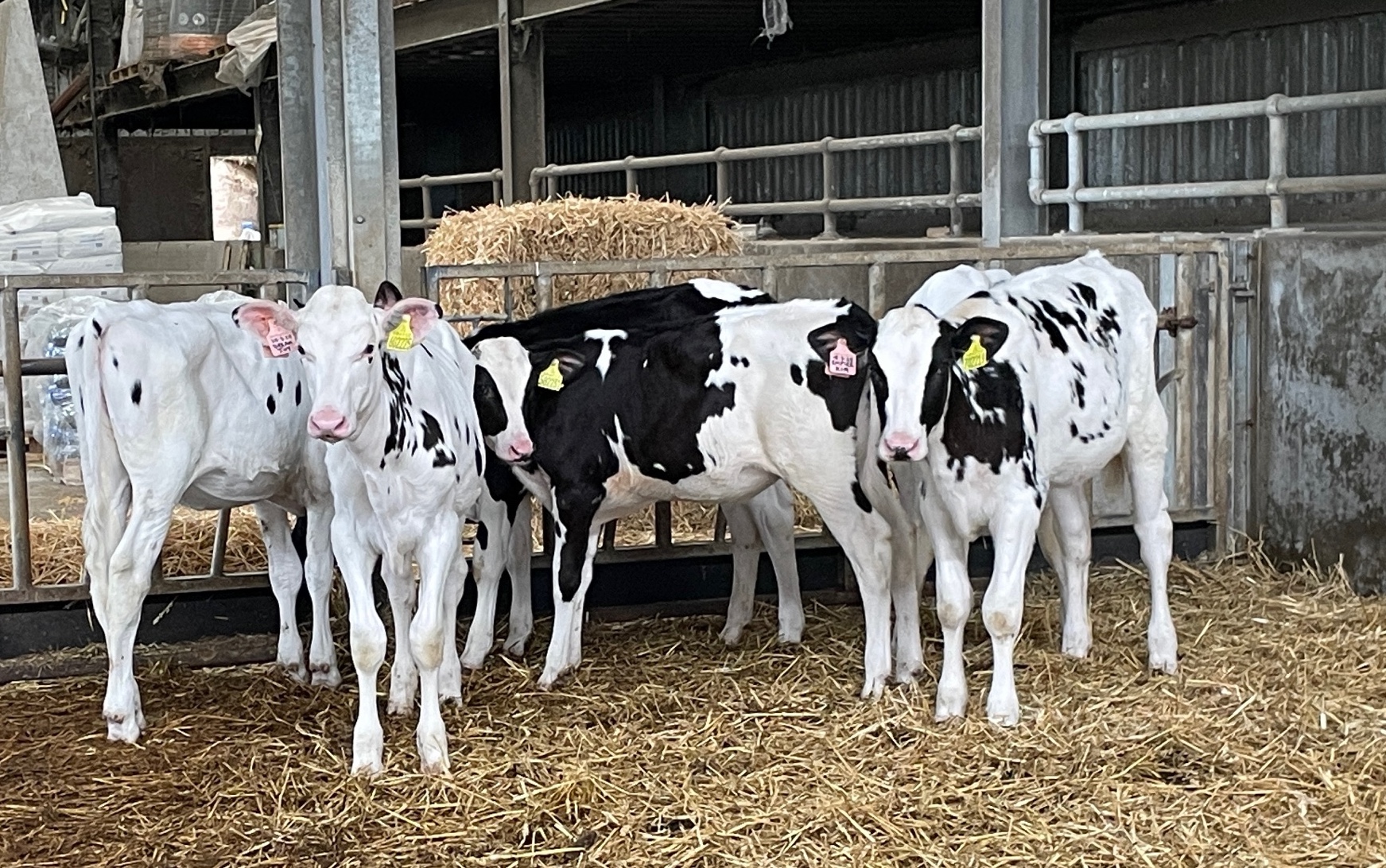 Rumen Development key to future productivity