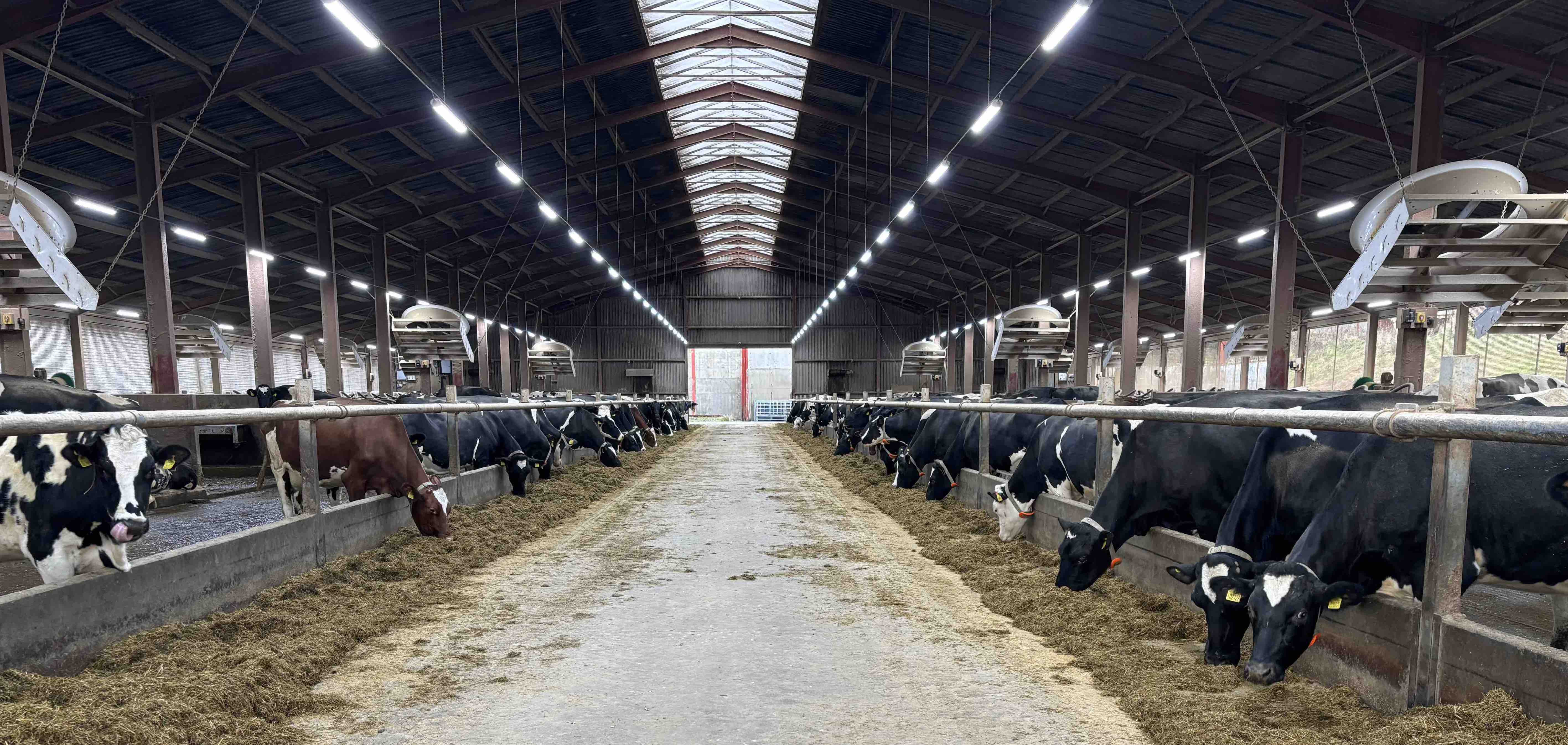 Have Your Dairy Cows Seen the Light?
