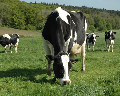Making the most from Spring Grazing