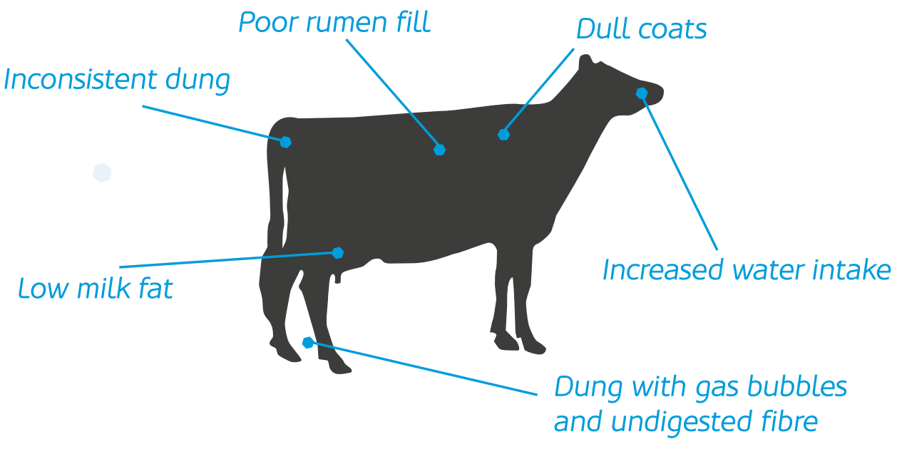 cow symptoms